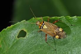 Attēlu rezultāti vaicājumam “Rhabdomiris striatellus”