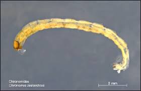 Attēlu rezultāti vaicājumam “Chironomidae larvae”