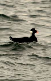 Image result for Melanitta perspicillata