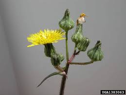 Attēlu rezultāti vaicājumam “Sonchus oleraceus bud”
