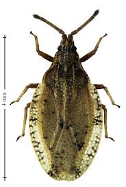 Attēlu rezultāti vaicājumam “Acalypta carinata”