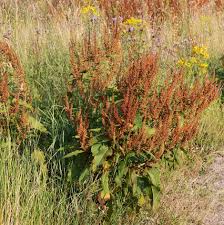 Attēlu rezultāti vaicājumam “Rumex obtusifolius flower”