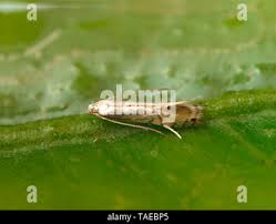 Attēlu rezultāti vaicājumam “Gracillaria syringella imago”