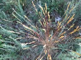 Attēlu rezultāti vaicājumam “Festuca polesica”