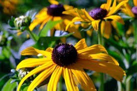 Image result for Rudbeckia fulgida