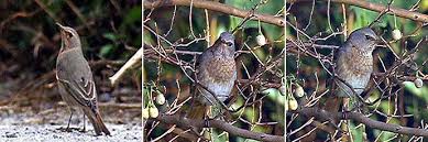 Image result for Turdus ruficollis