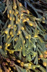 Attēlu rezultāti vaicājumam “Fucus vesiculosus”