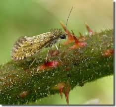 Attēlu rezultāti vaicājumam “Eriocraniidae”