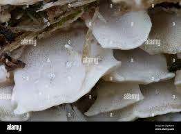 Attēlu rezultāti vaicājumam “Skeletocutis nivea”