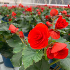 Image result for Бегония Элатиор 12х22 4601887072423