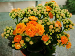 Image result for Kalanchoe blossfeldiana