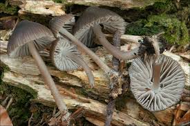 Attēlu rezultāti vaicājumam “Mycena stipata”