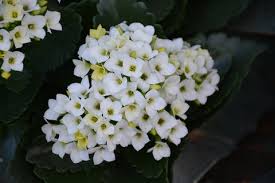 Image result for Kalanchoe blossfeldiana