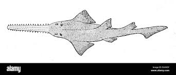 Image result for Pristis pristis