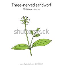 Attēlu rezultāti vaicājumam “Moehringia trinervia leaf”