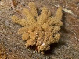 Attēlu rezultāti vaicājumam “Arcyria major”