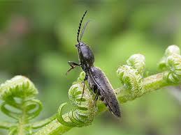 Attēlu rezultāti vaicājumam “Hemicrepidius sp.”