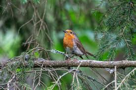 Attēlu rezultāti vaicājumam “Erithacus rubecula”
