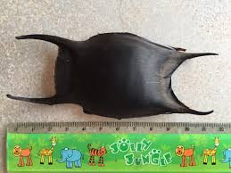 Image result for Raja montagui