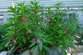 Image result for Impatiens balsamina