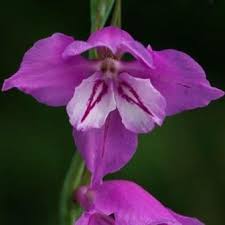 Attēlu rezultāti vaicājumam “Gladiolus imbricatus flower”