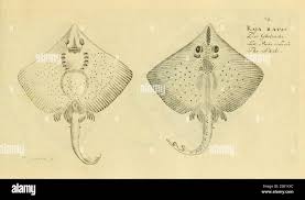 Image result for Dipturus batis