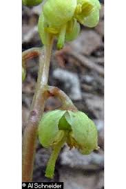 Attēlu rezultāti vaicājumam “Pyrola chlorantha flower”