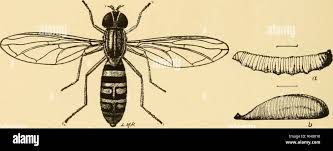 Attēlu rezultāti vaicājumam “Syrphus sp. larva”