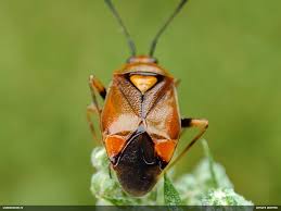 Attēlu rezultāti vaicājumam “Deraeocoris ruber imago”