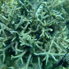 Image result for Lincoln & District BSAC 0109