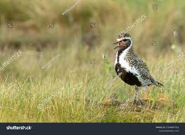 Attēlu rezultāti vaicājumam “Pluvialis apricaria adult”