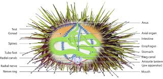 Image result for Strongylocentrotus droebachiensis