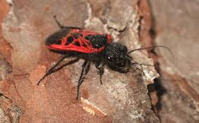 Attēlu rezultāti vaicājumam “Caenolyda reticulata”