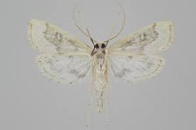 Attēlu rezultāti vaicājumam “Parapoynx stratiotata”