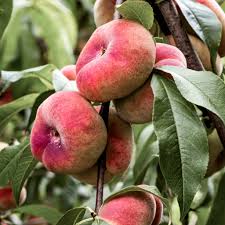 Image result for donut peach