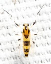 Attēlu rezultāti vaicājumam “Cricotopus male”