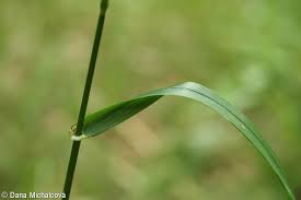 Attēlu rezultāti vaicājumam “Festuca gigantea”
