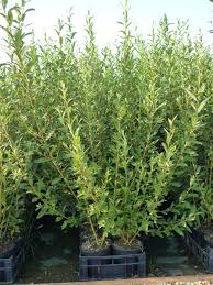 Attēlu rezultāti vaicājumam “Salix cinerea”