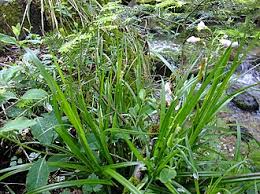 Attēlu rezultāti vaicājumam “Carex sylvatica flower”