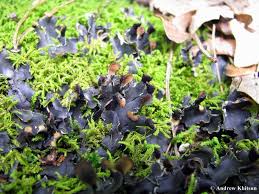 Attēlu rezultāti vaicājumam “Peltigera”