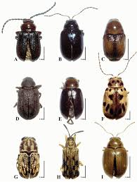 Attēlu rezultāti vaicājumam “Chrysomelidae”