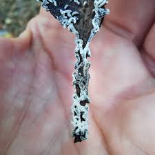 Attēlu rezultāti vaicājumam “Physarum bivalve”