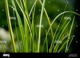 Attēlu rezultāti vaicājumam “Acoraceae”