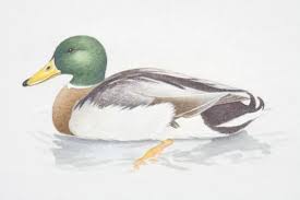 Attēlu rezultāti vaicājumam “Anas platyrhynchos male”