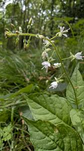 Attēlu rezultāti vaicājumam “Circaea lutetiana flower”