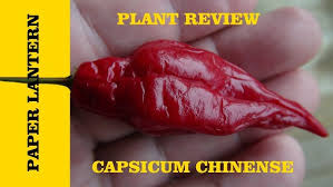 Afbeeldingsresultaat voor paper lantern hot pepper