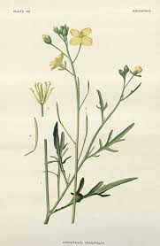Image result for Diplotaxis tenuifolia