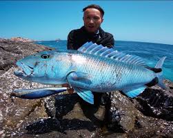 Image result for Aprion virescens