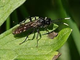 Attēlu rezultāti vaicājumam “Tenthredo scrophulariae exuvia”