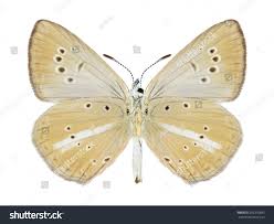 Attēlu rezultāti vaicājumam “Agrodiaetus damon”